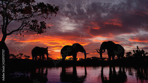 Słonie spacerujące nad jeziorem