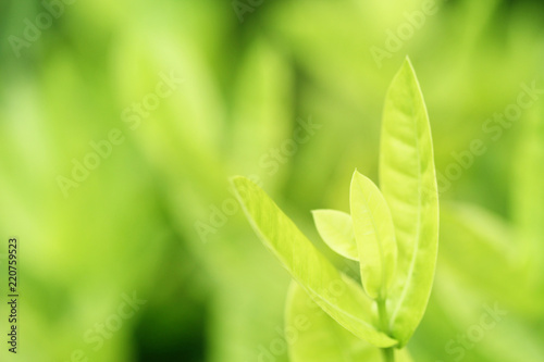 Closeup zoom view of nature green leaves in home garden on blurred greenery background with soft sunlight, low contrast. Good for organic product concept or minimalist wallpaper