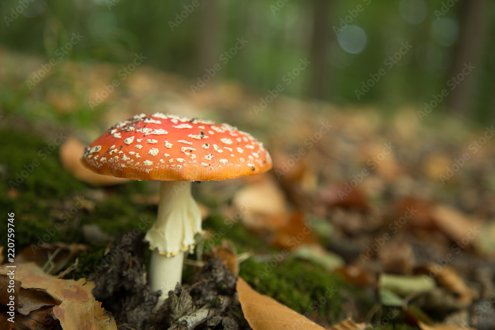 Fliegenpilz III Fliegenpilz III