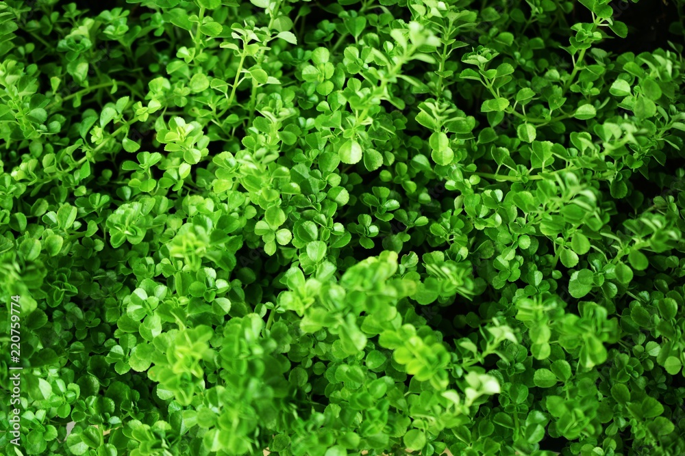 close up of green leave nature abstract nature background close up of green leave nature abstract nature background