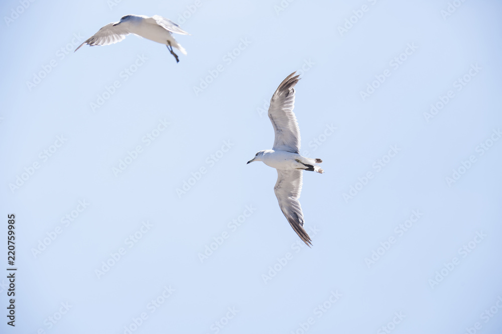 Flying seagull above a seaside