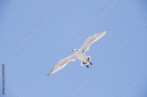 Flying seagull above a seaside