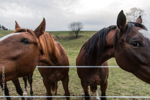 Doppel Pferd © godehart