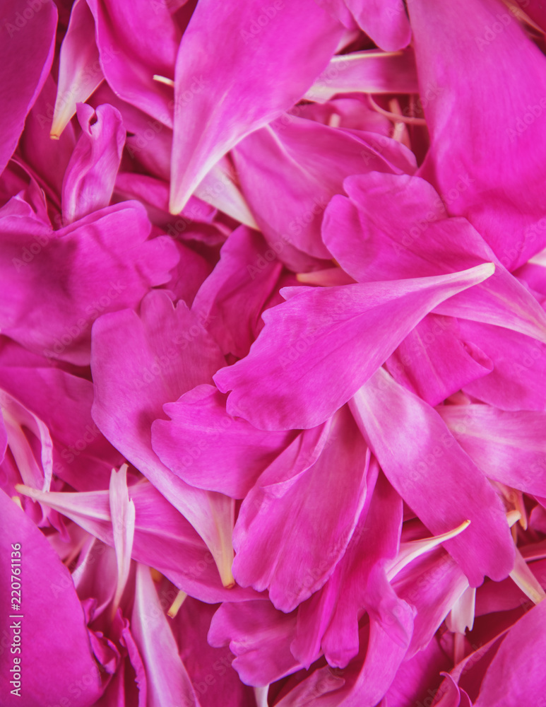 pink peony flower petal