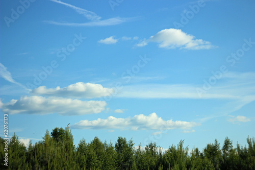 white clouds on blue sky and tree tops