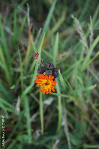 Flower, orange, yellow