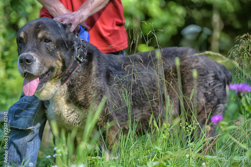 Central asian shepherd dog photo