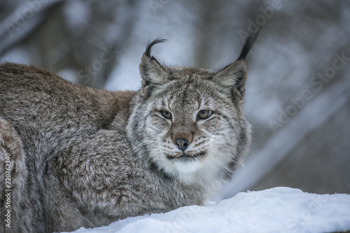 Close up Eurasian Lynx Lynx lynx portrait in winter on snowy ground.