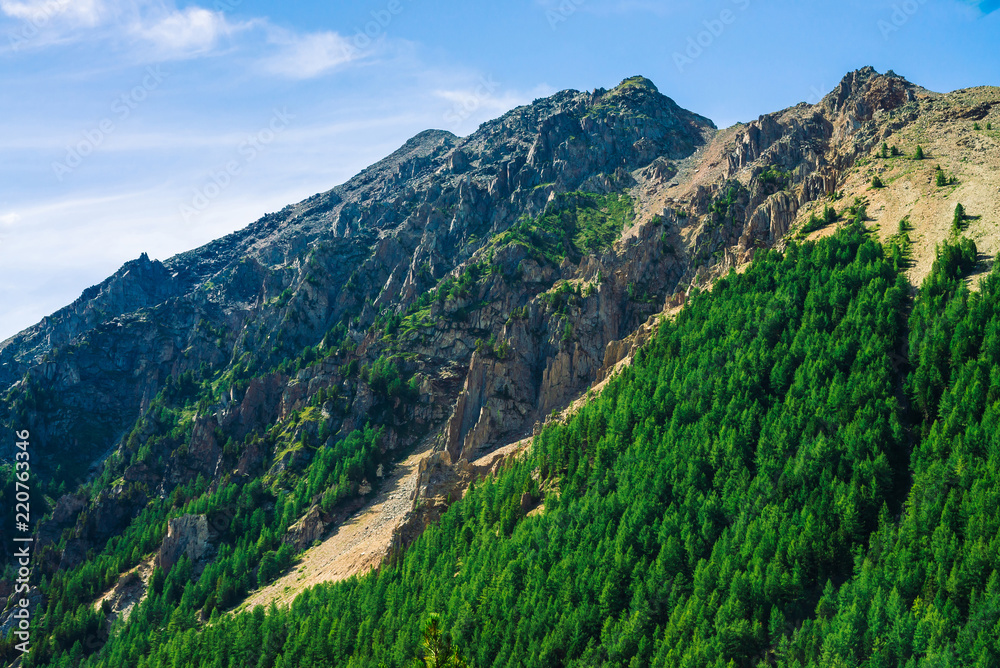 Giant rock with conifer forest on slope in sunny day. Texture of tops of coniferous trees on mountainside in sunlight. Steep rocky cliff. Vivid mountain landscape of majestic nature. View from valley.
