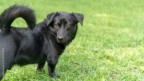 Cute black dog standing on a green grass.