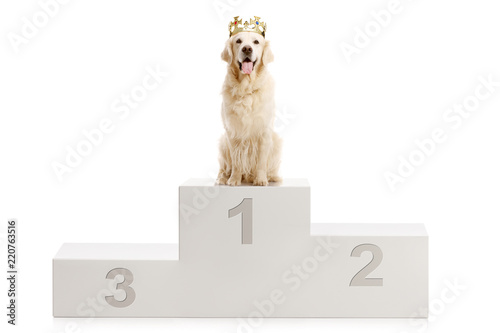 Fototapeta Naklejka Na Ścianę i Meble -  Dog on a winner's stand