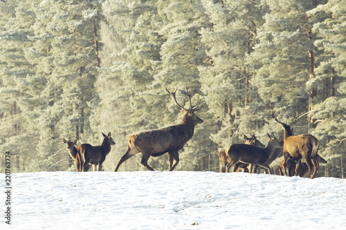 Fototapeta Naklejka Na Ścianę i Meble -  Noble Red Deer, Standing In Belorussian Forest. Adult Great Deer Cervus Elaphus , Dedicated Depth Of Focus, Surrounded By Herd. Portrait Of Deer Stag