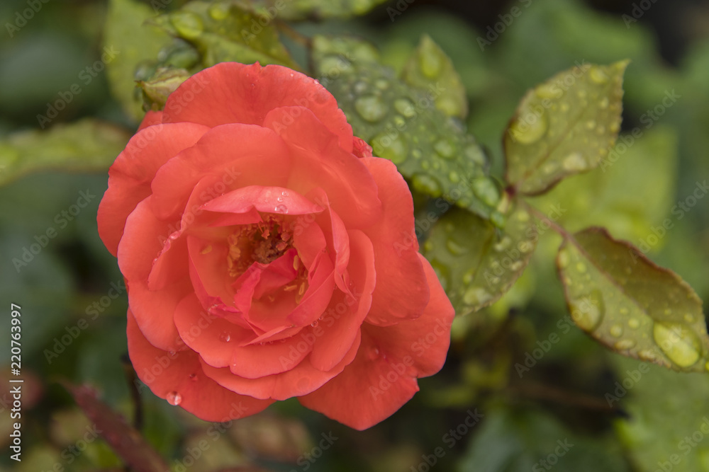 Rain drops on blossom and rose leaves. Rain drops on blossom and rose leaves.