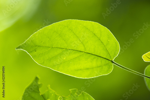 Green leaf, Rim Light