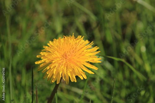 Fototapeta Naklejka Na Ścianę i Meble -  Yellow dandelion in grass