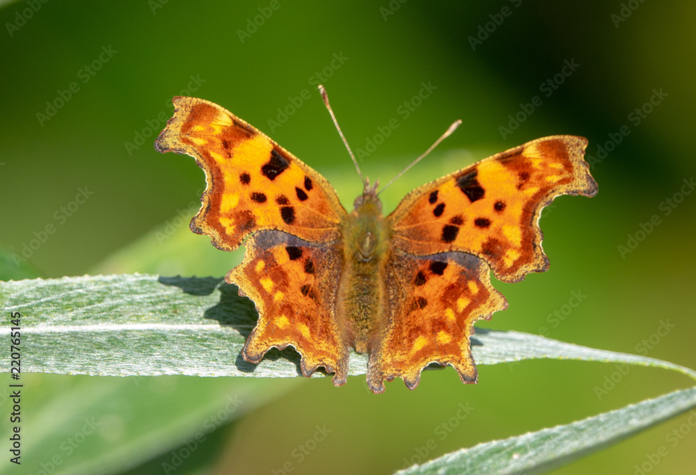 Comma Butterfly Comma Butterfly