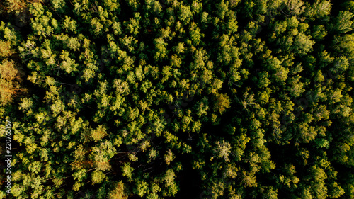 aerial view of green forest in arezzo province, Italy