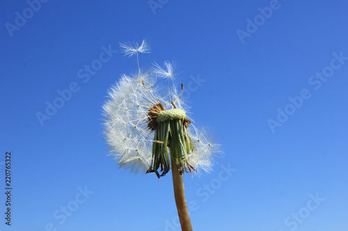 Fototapeta Naklejka Na Ścianę i Meble -  Fluffy dandelion against clear sky