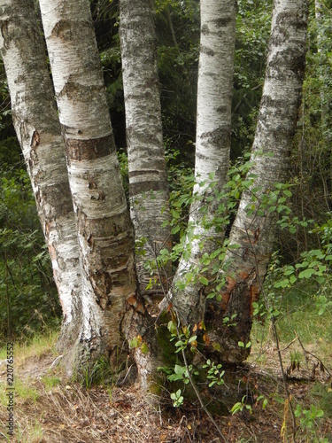 The trunks of white birches in the forest