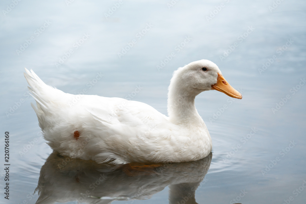 Close up shot of The White duck swimming on the water of lake. American pekin It derives from birds brought to the United States from China in the nineteenth century, and is now bred in many countries