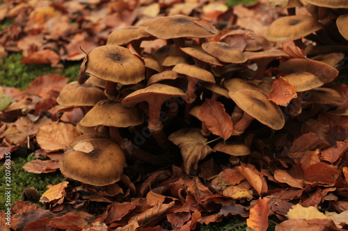 Mushrooms in a fall forrest