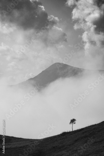 Lonely young tree on a hill against mountain peak
