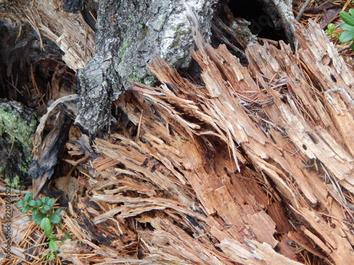 Rotten brown wood, texture