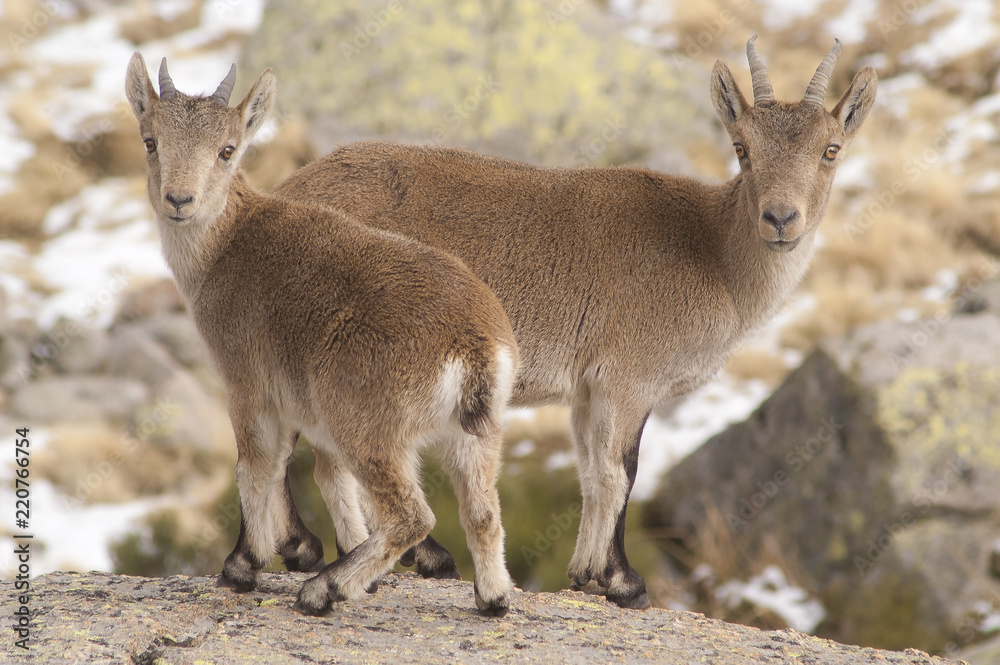 Fototapeta premium ibex (capra pyrenaica) youngs