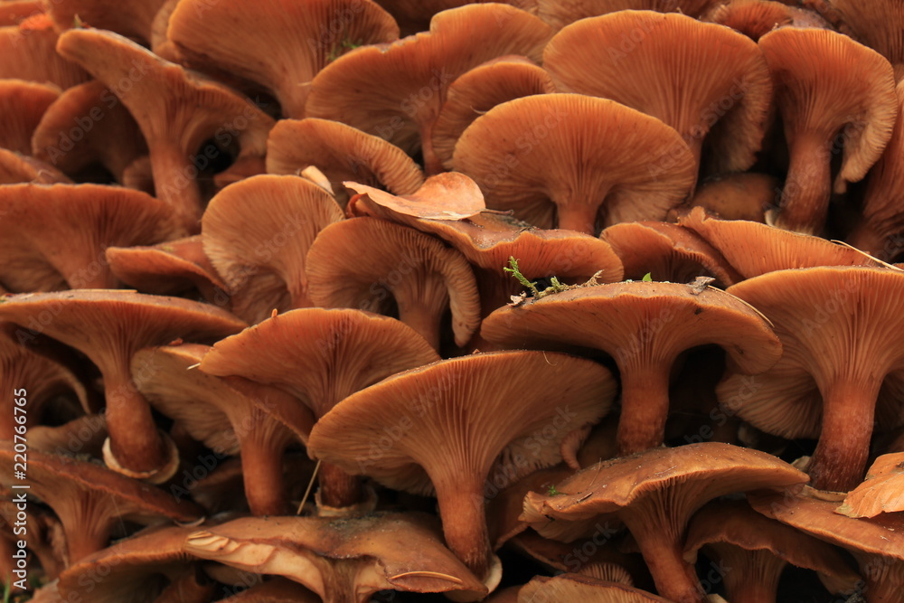 Obraz premium Mushrooms in a fall forest
