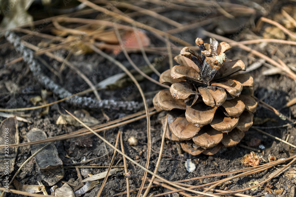 The pine cones on the dry needles, close up. Christmas wallpaper. The pine cones on the dry needles, close up. Christmas wallpaper.