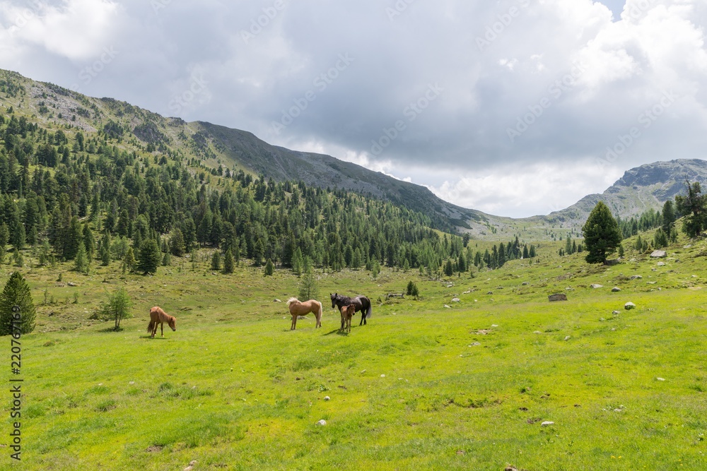 Pferde auf einer Weide in Österreich Pferde auf einer Weide in Österreich