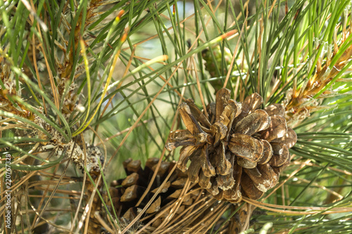 The pinecone on the tree, close up.