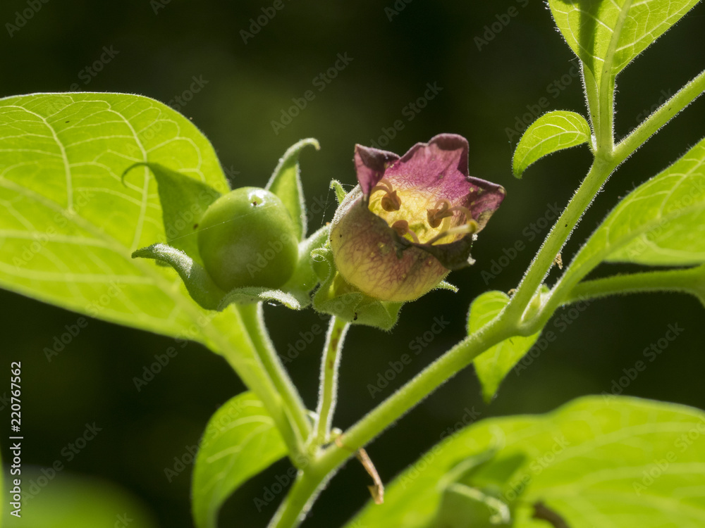 Violett blühende Blüte einer Tollkirsche im Sonnenlicht.. Violett blühende Blüte einer Tollkirsche im Sonnenlicht..