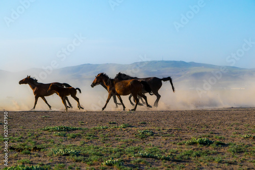 wild horses are very weak but fast. Some people try to collect and domesticate them. Photos were taken in turkey kayseri.