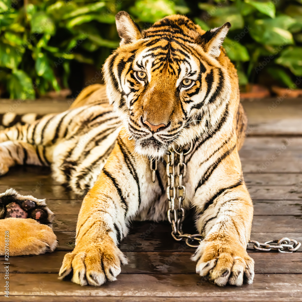 Obraz premium Big glaring tiger