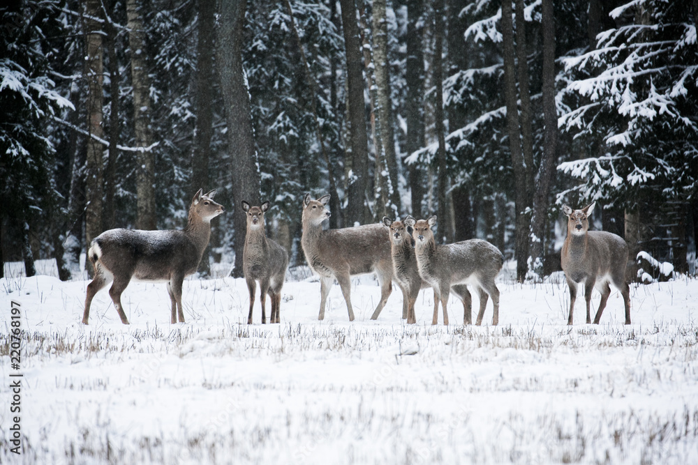 Group of deer, Cervus nippon dybowski, Dybowski's sika deer or Manchurian sika deer. Family on winter meadow Group of deer, Cervus nippon dybowski, Dybowski's sika deer or Manchurian sika deer. Family on winter meadow
