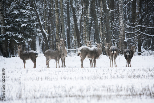 Group of deer, Cervus nippon dybowski, Dybowski's sika deer or Manchurian sika deer. Family on winter meadow photo