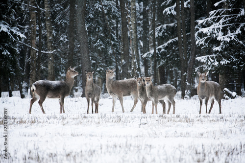 Fototapeta Naklejka Na Ścianę i Meble -  Group of deer, Cervus nippon dybowski, Dybowski's sika deer or Manchurian sika deer. Family on winter meadow