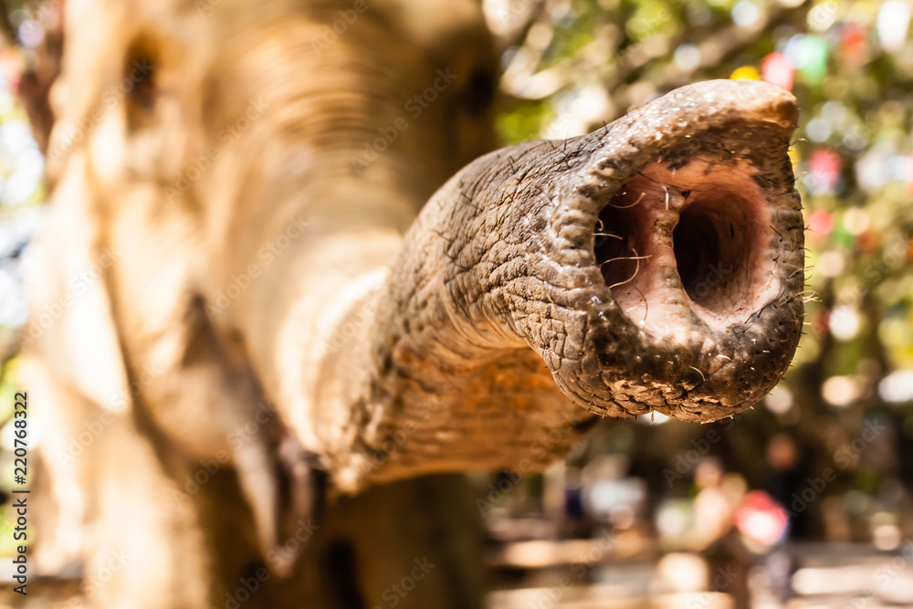 Naklejka premium Elephant's nostrils close-up