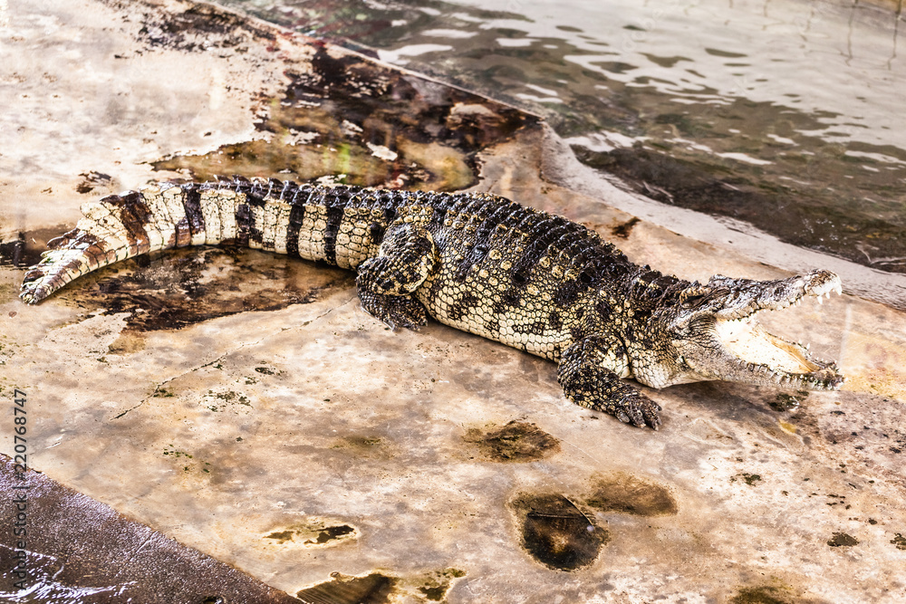 Fototapeta premium Open mouth caiman