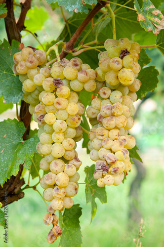 Malvasia odorosissima di Parma in appassimento