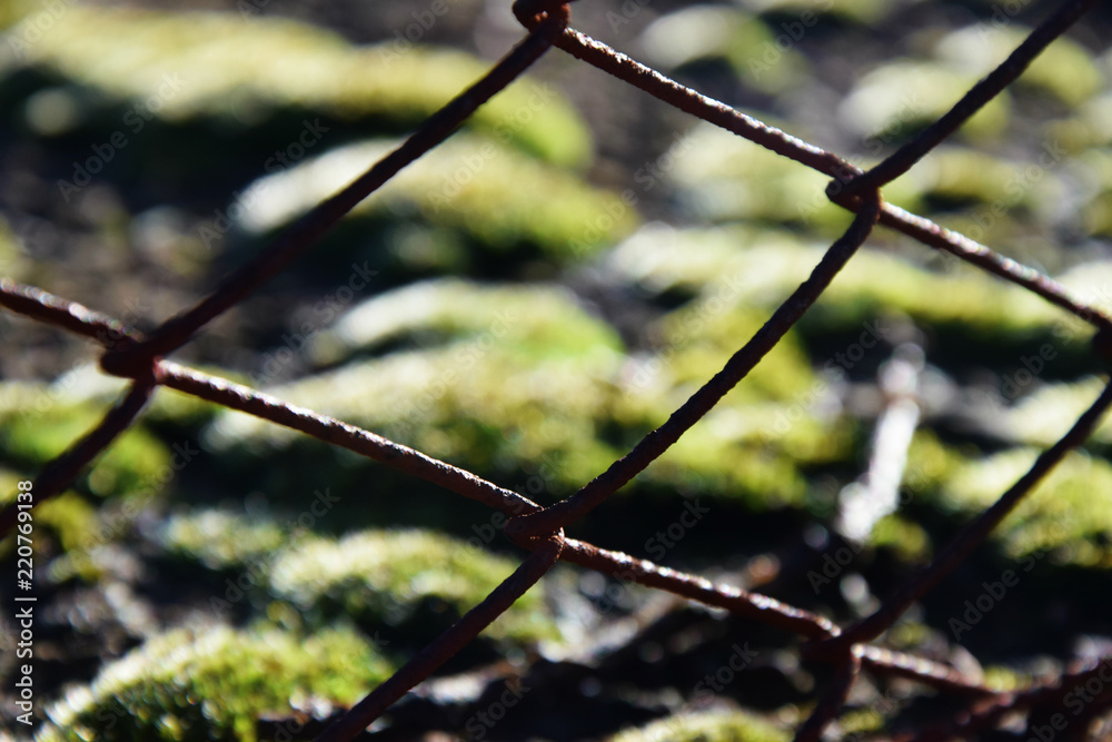Closeup on a wire net, from whose frames you can see snowy musk/moss. Closeup on a wire net, from whose frames you can see snowy musk/moss.