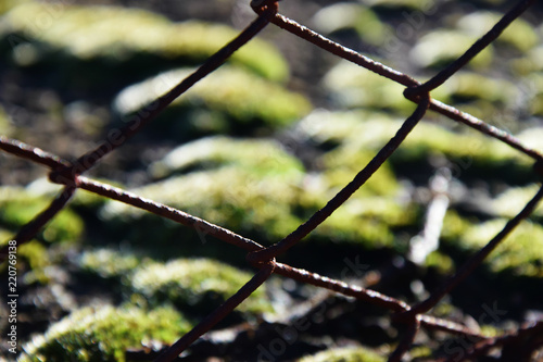  Closeup on a wire net, from whose frames you can see snowy musk/moss.