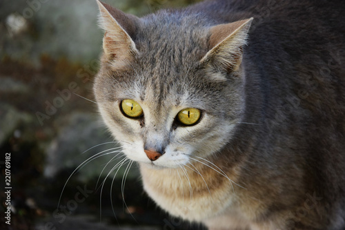 A cat with big yellow eyes staring at the photographer on the streets of Florence.