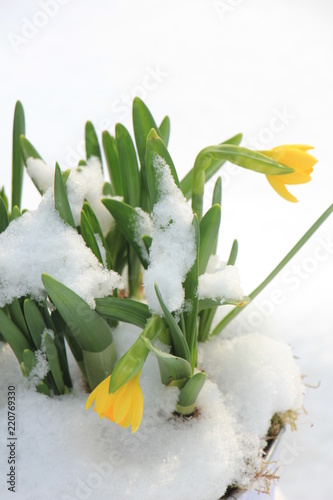 Fototapeta Naklejka Na Ścianę i Meble -  Daffodil bulbs in the snow