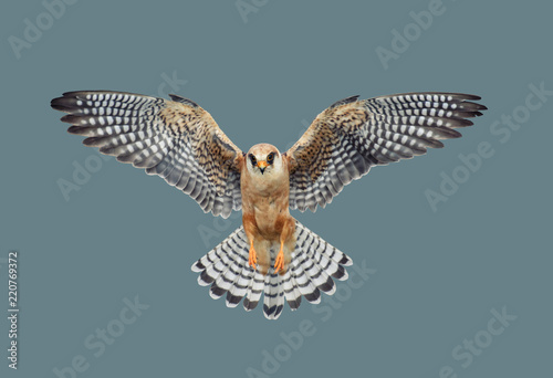 Bird of predatory hawk