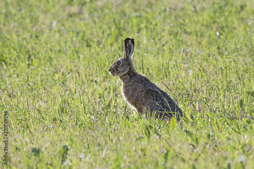 gray silhouette hare sitting on a clearing of green grass © Xristoforov