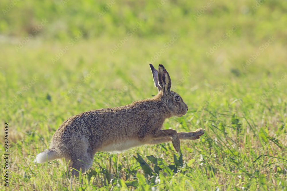Obraz premium gray hare running on a clearing of green grass
