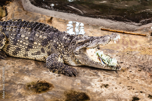 Money eating alligator