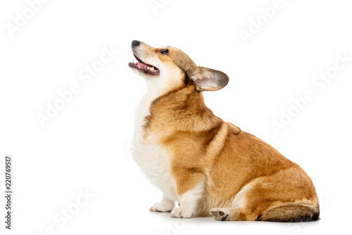 Fotografie side view of welsh corgi pembroke sitting isolated on white background